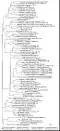 The phylogenetic tree of sRNA-Xcc1 homologs based on multiple alignments. Symbols on the right hand side of the name of bacterial strain indicate the class of the species that holds the sRNA-Xcc1 homolog, and the place where the homolog located.