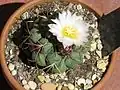 Blooming Plant