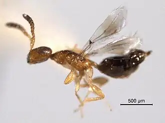 Theocolax elegans
