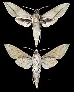 Theretra celata