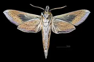 Male, ventral view
