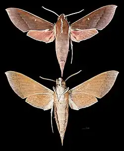 Theretra pallicosta