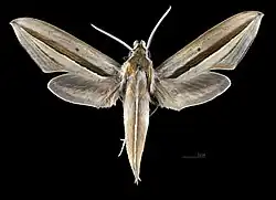Male dorsal
