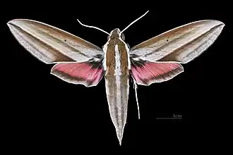 Male dorsal view