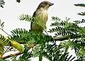 Dicaeum agile agile from Gujarat