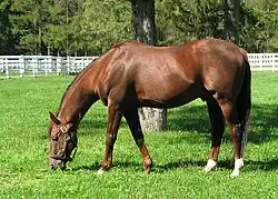 This horse