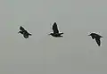 Three in flight