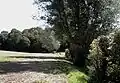 Thrift Wood