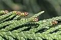 Shoot with pollen cones