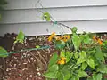 A young plant being trained to grow on a trellis feeder wire