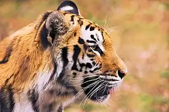 Tiger.