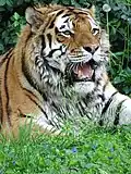 Siberian tiger
