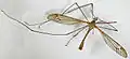 Tipula lateralis specimen North Wales