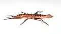 Female from Ilocos in lateral view