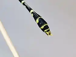 Tip of male abdomen