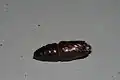 Pupa