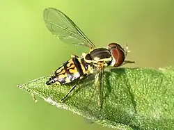 Female