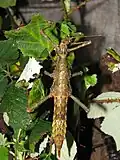 Female