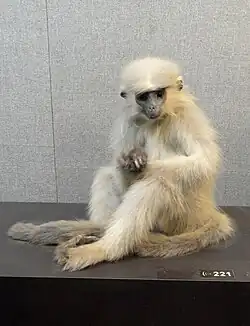 Gray monkey