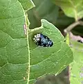 Trachys bicolor, India