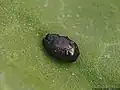Trachys fragariae, Latvia