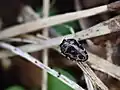 Trachys inconspicuus, Japan