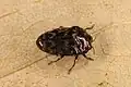 Trachys minutus, Austria
