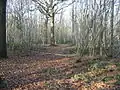 Ileden and Oxenden Woods