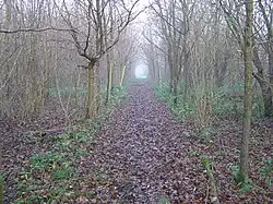 Kentwell Woods