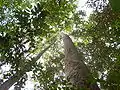 The high tree canopy in the reserve