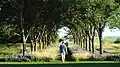 Tree lined path at the Coutts Centre