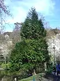 Western redcedar