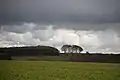 Cheesefoot Head