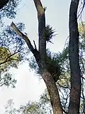 Black orchids growing on ooline, Tregole National Park