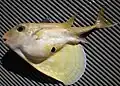 Living specimen, belly flap half extended