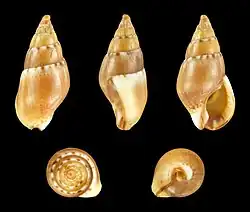 Brown form