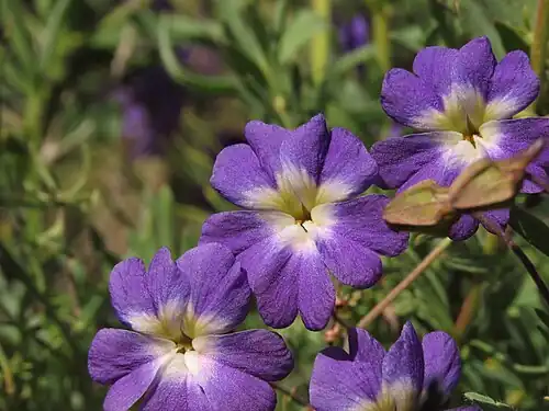Tropaeolum azureum