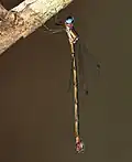 Female, Davies Creek NP, Qld