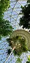 Gazing upward in the Tropical Dome