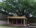 Temple tree