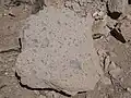 Sample of Tsherige Member (probably "C" bed) south of White Rock