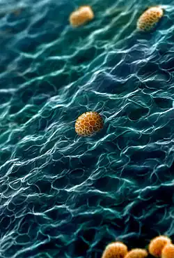 Internal surface of the peridium of the slime mold Tubifera dudkae with spores.