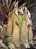 T. kingiana