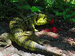 Feeding, Trinidad