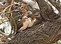 Two in dry woodland of Kunene Region
