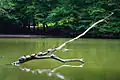 Turtles in the Maksimir lake