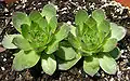 Two hen and chicks