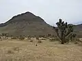 Typical Landscape at the Joshua National Natural Monument