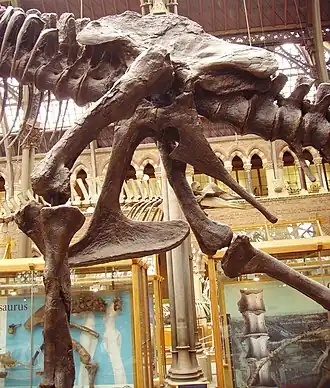 Tyrannosaurus pelvis (showing saurischian structure&nbsp;– left side)