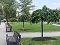 Young Camperdown elms grafted on Siberian elm stock, Saints Cyril and Methodius Park, Belgrade